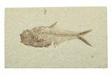 Fossil Fish (Diplomystus) - Wyoming #240352-1